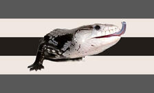 Blue Tongue Skink flag by draphenesprok Blue Tongue Skink flag by draphenesprok